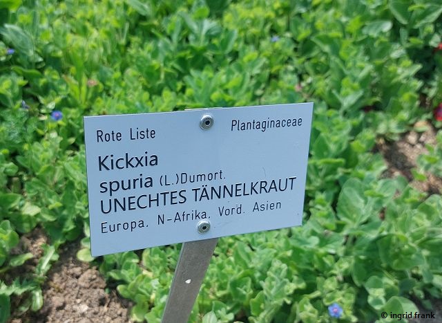 19.06.2026 - Botanischer Garten der Universität Ulm