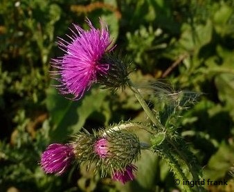 Carduus crispus - Krause Distel   