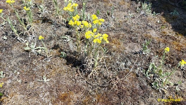 Helichrysum arenarium / Sand-Strohblume
