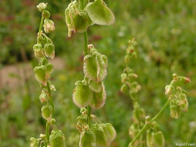 20.06.2012 - Weinheim, Schlosspark, Heilkräutergarten