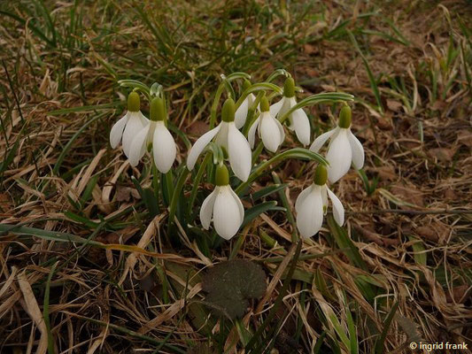 10.03.2015 - Am Steger See bei Aulendorf