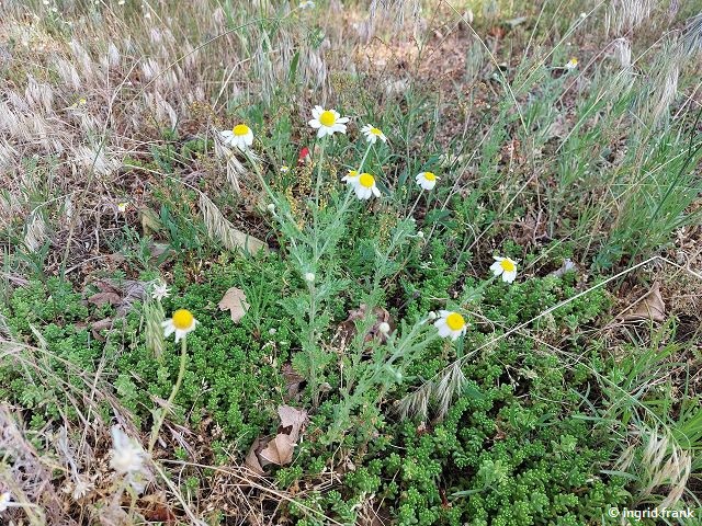 24.05.2025 - Alter Friedhof Sandhausen