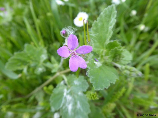 Erodium malacoides / Malvenblättriger Reiherschnabel     (28.04.2019; Italien, Autobahnraststätte in der südlichen Poebene)