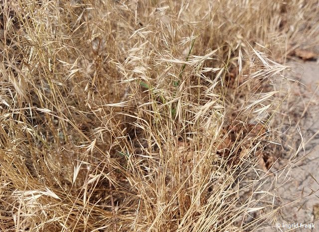 05.07.2025 - NSG Sandhausener Düne, Pferdstrieb (Exkursion mit Dr. Peter Weiser)