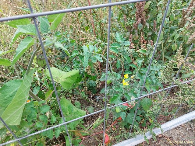 17.09.2025 - Am Ufer der Ahr zwischen Dernau und Ahrweiler