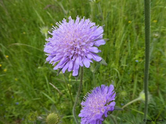 Platz 34: Acker-Witwenblume / Knautia arvensis    (nachgewiesen in 1115 der 1161 Kartierquadranten)