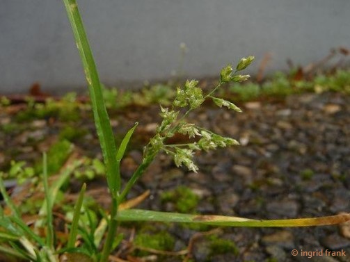 Poa annua - Einjähriges Rispengras