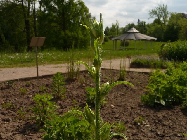 05.05.2014 - Botanischer Garten Berlin