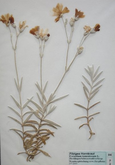 07/2005 - Hecklingen, Schwarzwaldvorberge (verwilderte Zierpflanze)