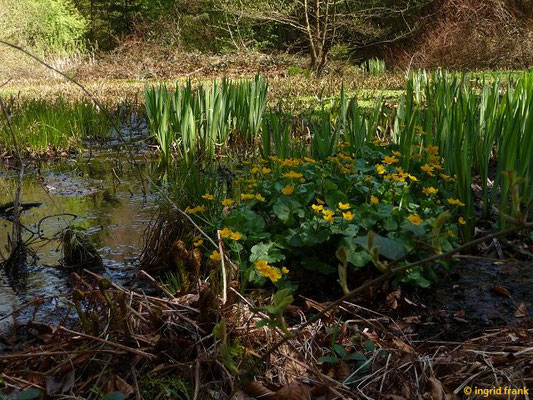 12.04.2016 - Naherholungsgebiet "Im Tannenbühl" östlich von Bad Waldsee