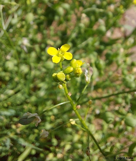 19.06.2026 - Botanischer Garten der Universität Ulm