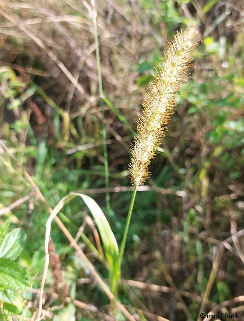 15.09.2025 - Rotweinwanderweg im Ahrtal bei Dernau