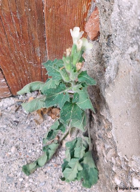 30.09.2025 - Sizilien, Gasse in Forza d'Agró