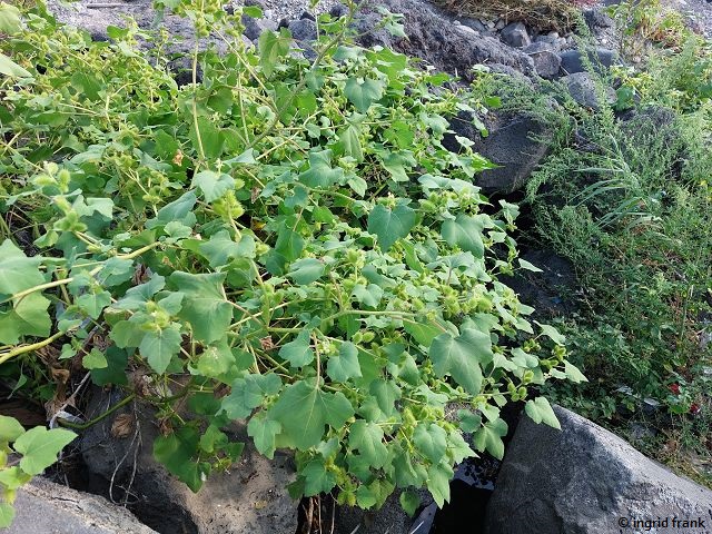 30.09.2025 - Sizilien, Giardini Naxos, Strand
