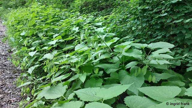 Lunaria rediviva / Ausdauerndes Silberblatt