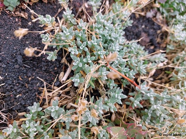 28.09.2025 - Sizilien, Ätna