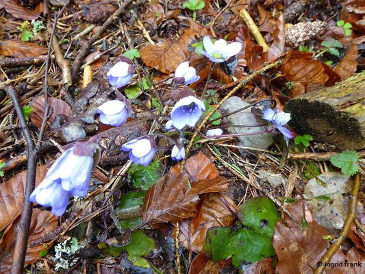 Hepatica nobilis / Leberblümchen (09.04.2019; nahe Laibfelsen bei Fridingen)