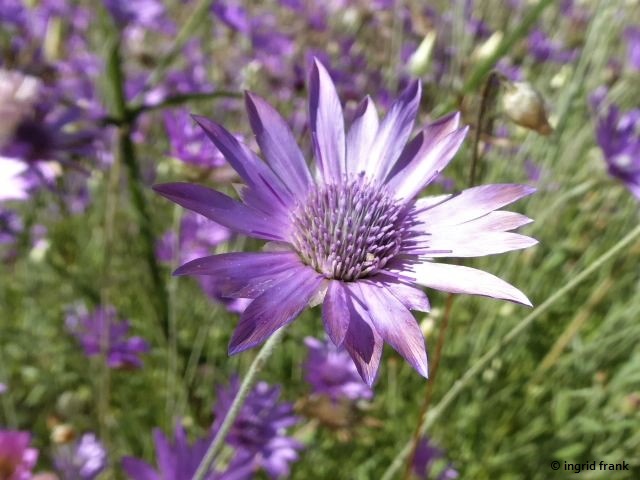 27.07.2020 - Syringa, Kräutergarten in Hilzingen