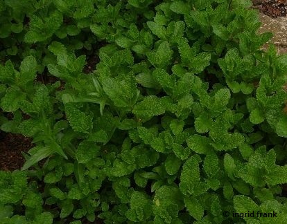 Mentha spicata / Grüne Minze, Marokkanische Minze (13.05.2013; Botanischer Garten Altenburg)