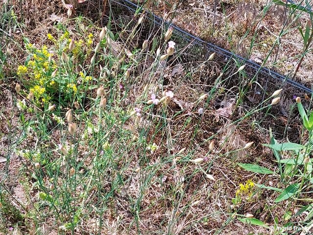 24.06.2024 - NSG Sandhausener Düne, Pferdstrieb