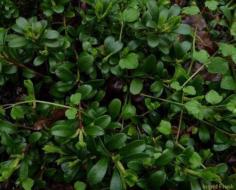 Arctostaphylos uva -ursi / Echte Bärentraube