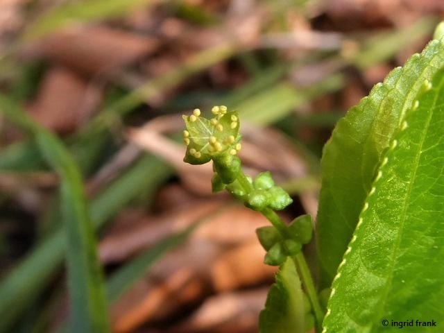 14.03.2022 - Lauratal bei Weingarten