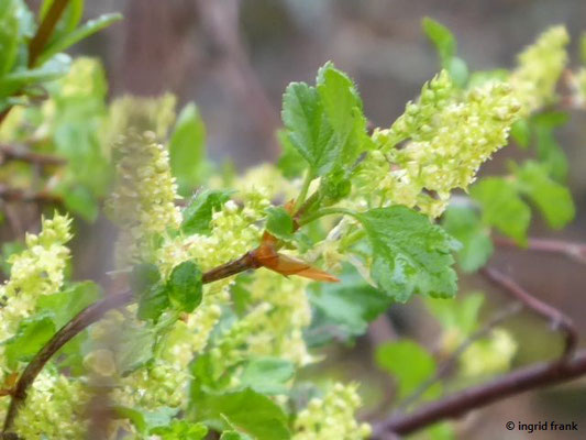Ribes alpinum / Alpen-Johannisbeere (09.04.2019; nahe Laibfelsen bei Fridingen)