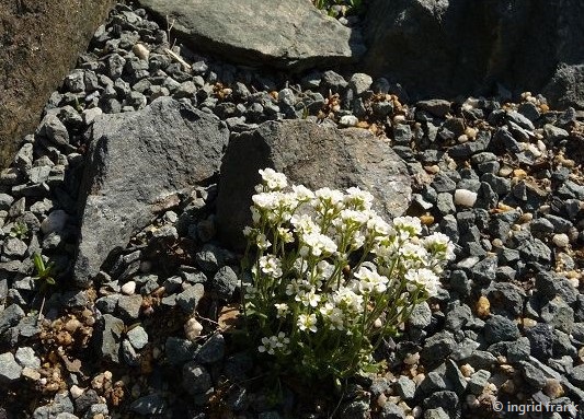 Draba tomentosa / Filz-Felsenblümchen   (Botanischer Garten Adorf im Vogtland)