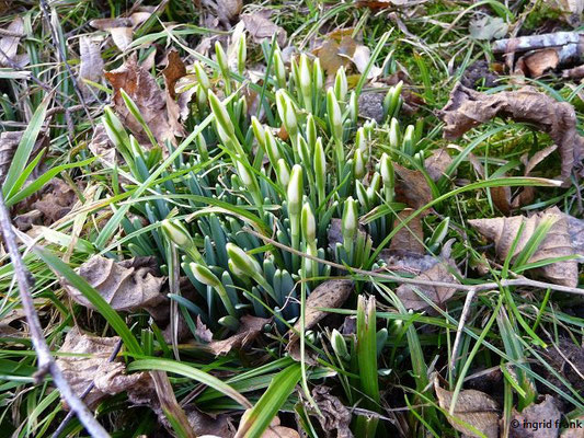 14.02.2017 - Hinzistobel
