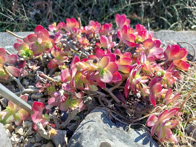25.02.2026 - Basel, Botanischer Garten