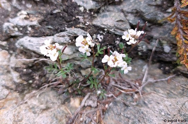 13.05.2026 - Trentino, Valsugana, Panarotta
