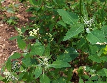 Atriplex patula / Gewöhnliche Melde (23.05.2018; Botanischer Garten der Universität Ulm)