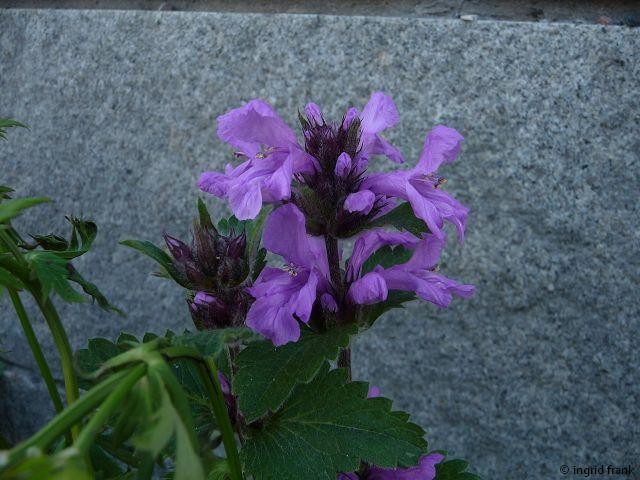 13.07.2014 - Ruderalgebiet in Tromsø/Norwegen ( evt. Lamium)