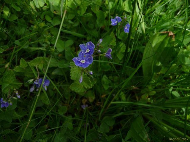 12.05.2010; Oberhofen (im eigenen Garten)