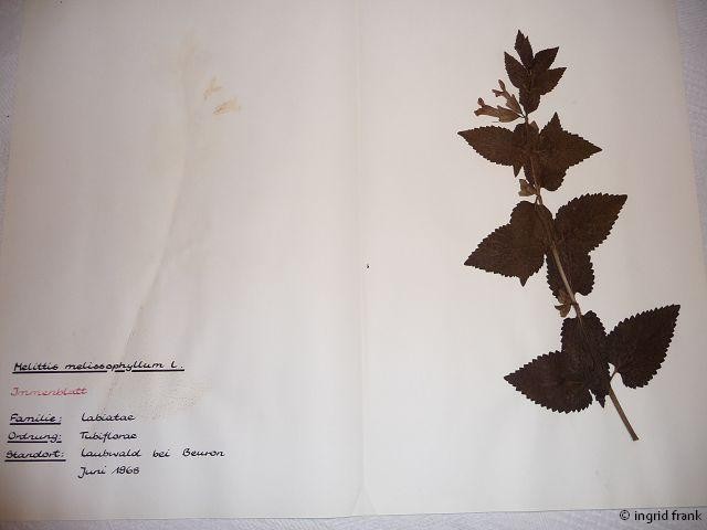 In meinem Herbarium von 1969