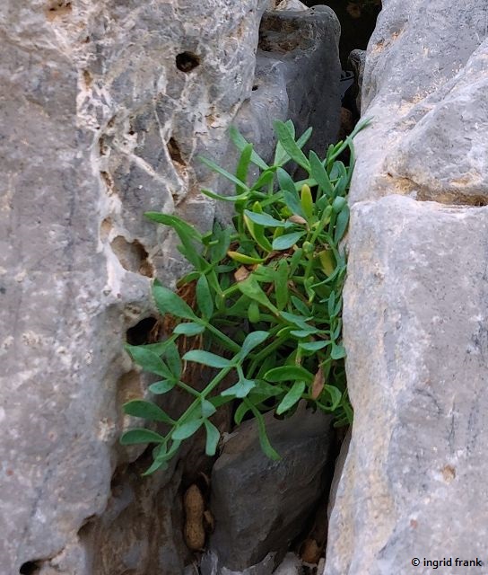 03.10.2025 - Sizilien, Cefalú