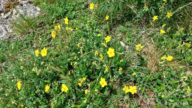 Helianthemum nummularium / Gewöhnliches Sonnenröschen  (05.06.2025; Ruine Reußenstein)