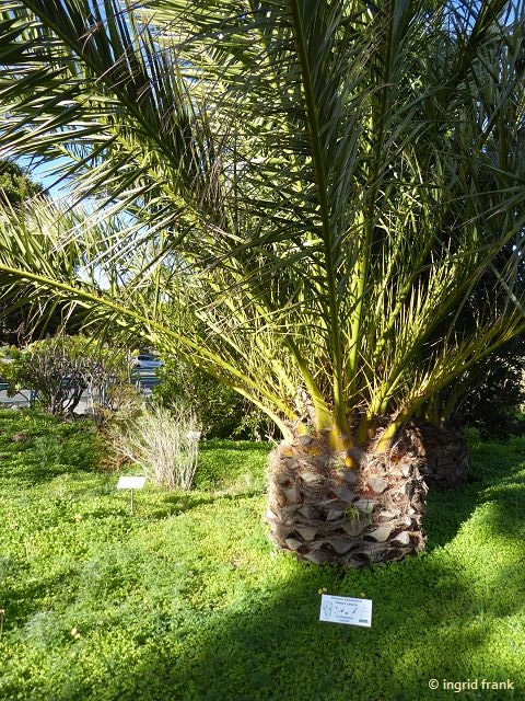18.02.2018 - Im Botanischen Garten des Besucherzentrums des Nationalparks Caldera de Taburiente, El Paso, La Palma