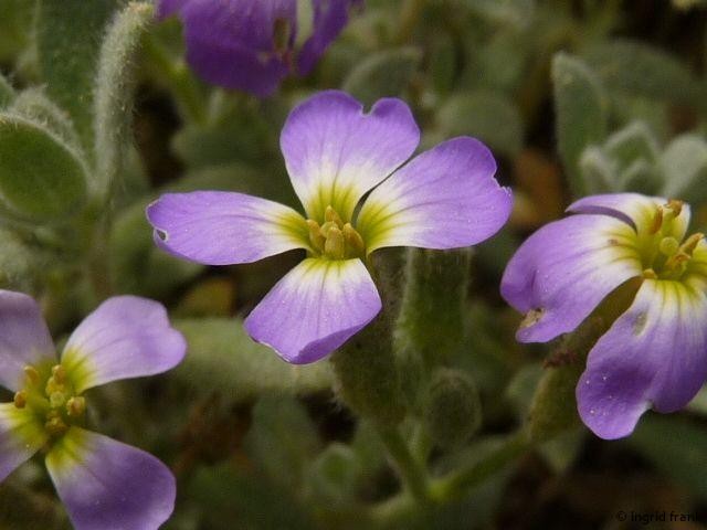 08.05.2015 - Botanischer Garten Dresden