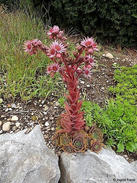 12.08.2017 - Garten in Obereschach
