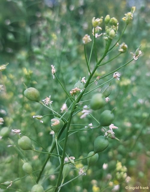 19.06.2026 - Botanischer Garten der Universität Ulm