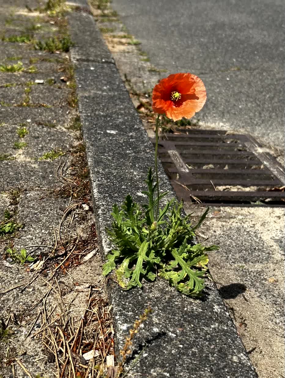 Resilienz - deine innere Kraft