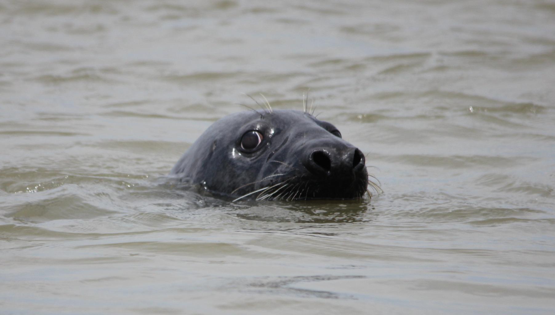 Phoque Gris en baie de Somme