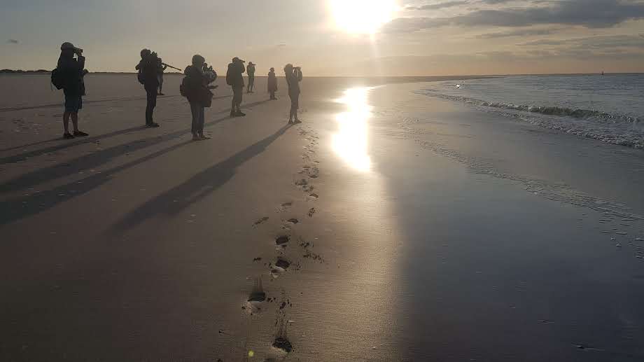 Visite des phoques en baie de Somme