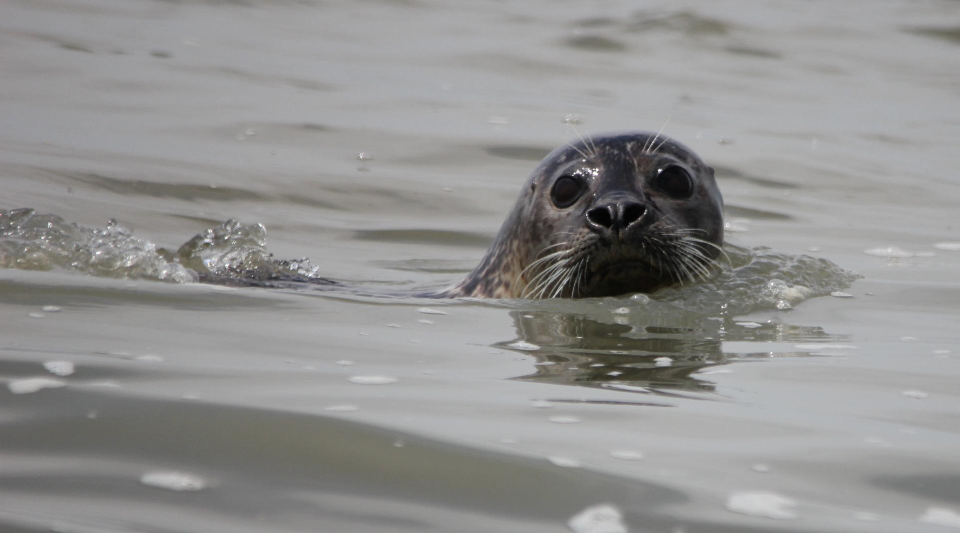Phoque veau marin en Baie de Somme