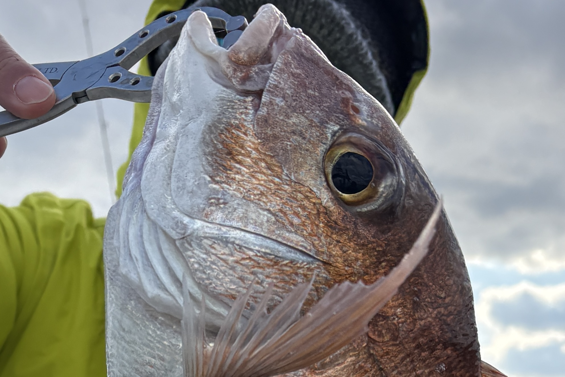 12月4日　タイラバ　釣果