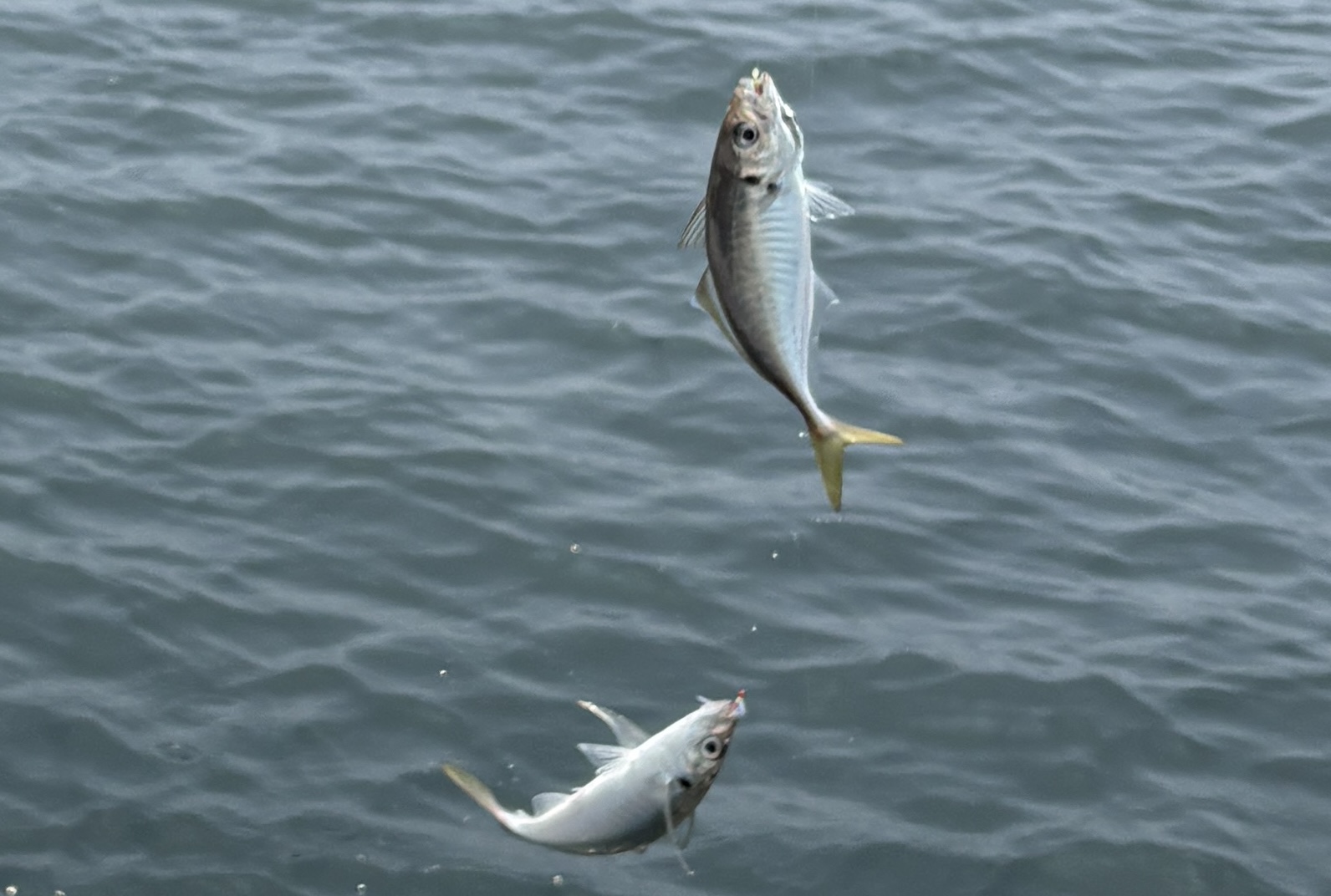 7月20日　タコ＆アジ　釣果