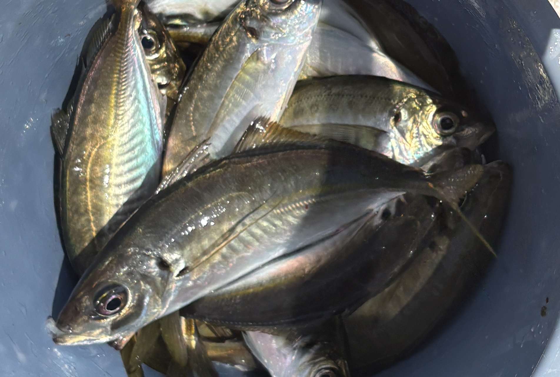 7月25日　ホゴ、アジ＆鯛　釣果