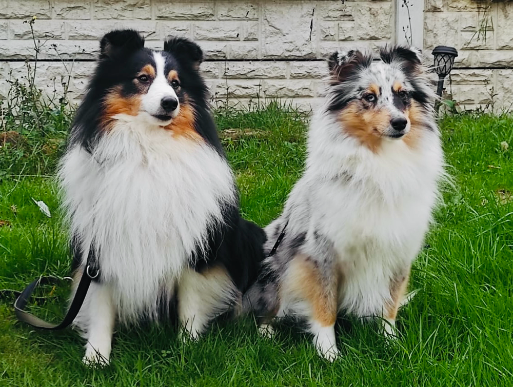 Hier nun unser kleines Traumpaar: Hillhenry in Your Honour und Ch JackieJackpot vom Nixenteich 🍀🥰🍀