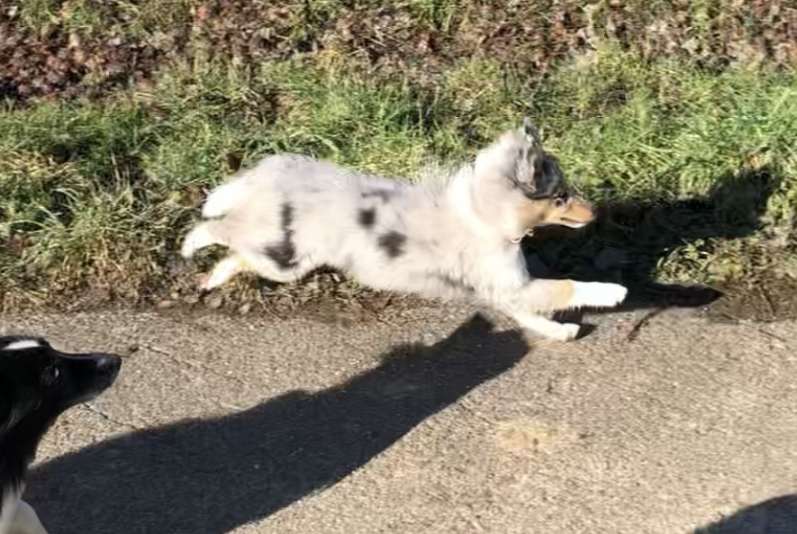 Sausewind Jackie… leider etwas unscharf, aber so sieht man wenigstens wie schwierig es ist diesen kleinen Quirl zu fotografieren! 🤣